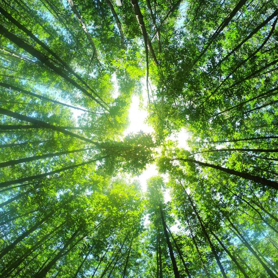 ECO SMART